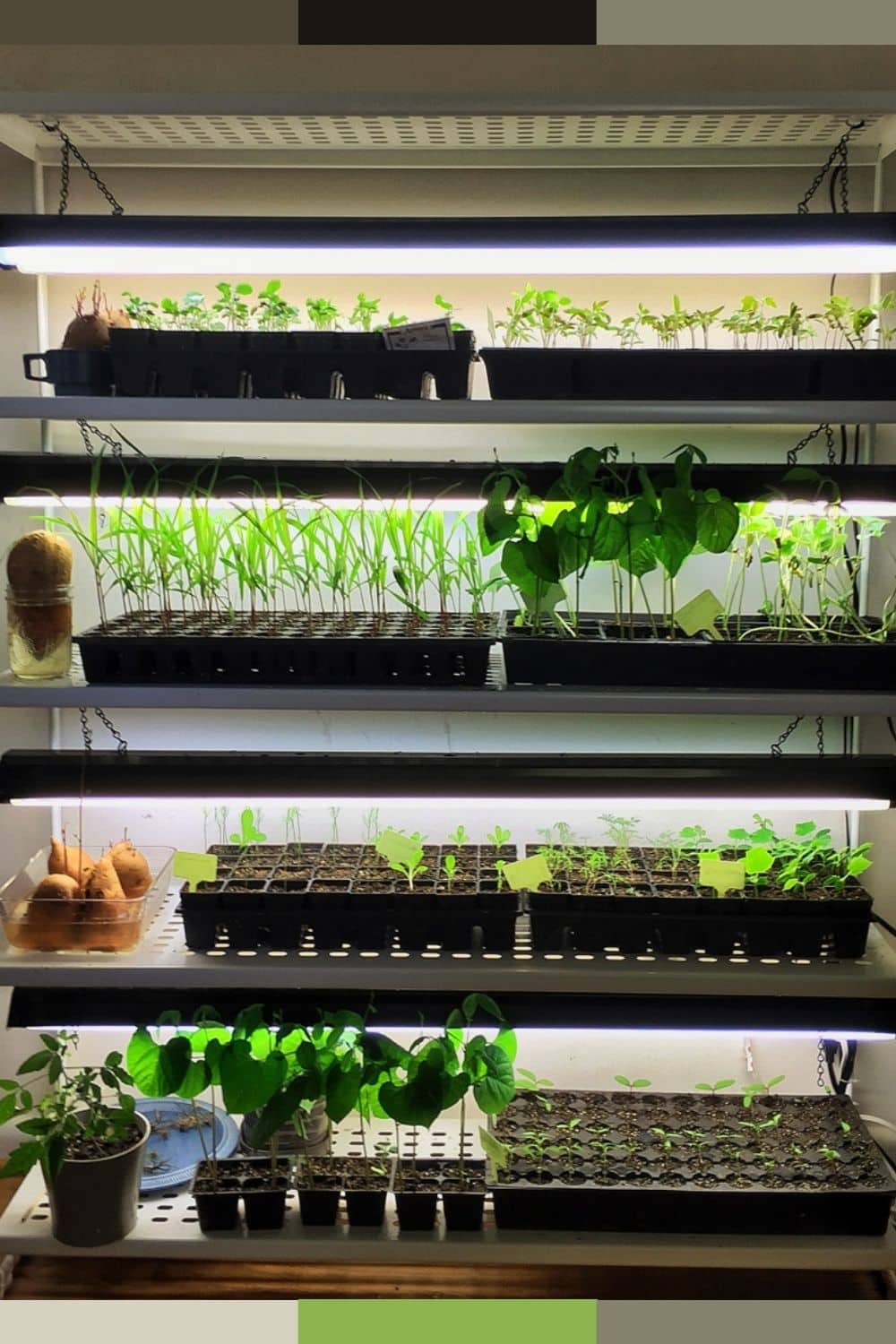 indoor plants grow room design with lighting