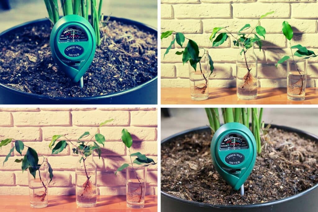 The Science of Hydration Understanding Why Plants Need Water